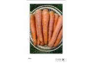 Фиго F1 - морковь, Tezier фото, цена